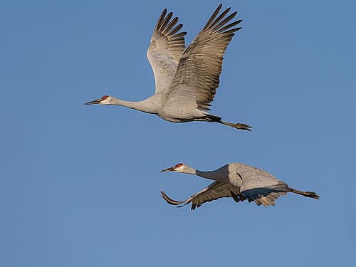 Sandhill Cranes in flight, Bosque del Apache National Wildlife Refuge, New Mexico Art Print